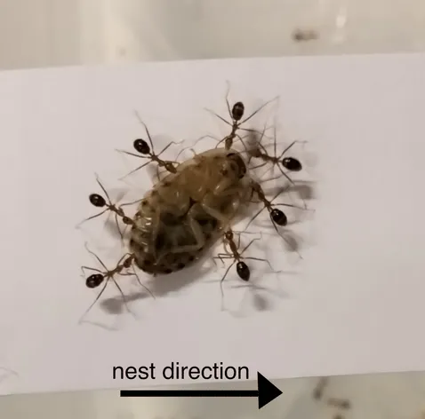 Cardiocondyla obscurior nest