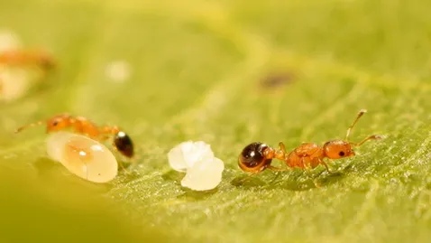 Cardiocondyla obscurior nest